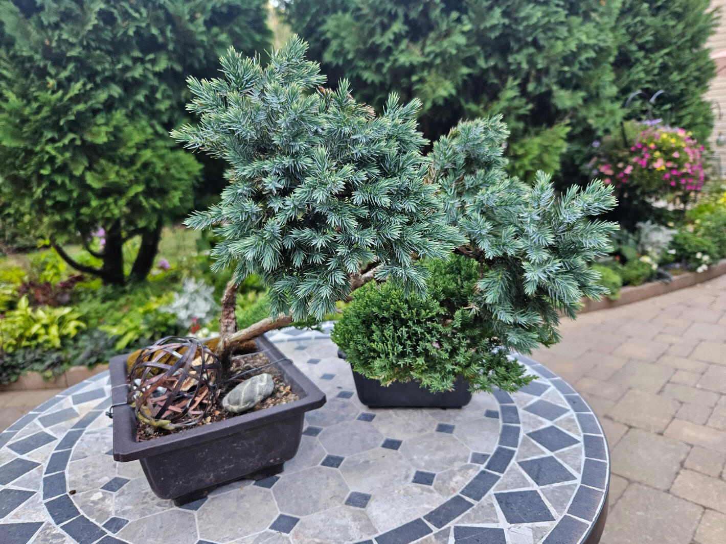 Bonsai Bonsai